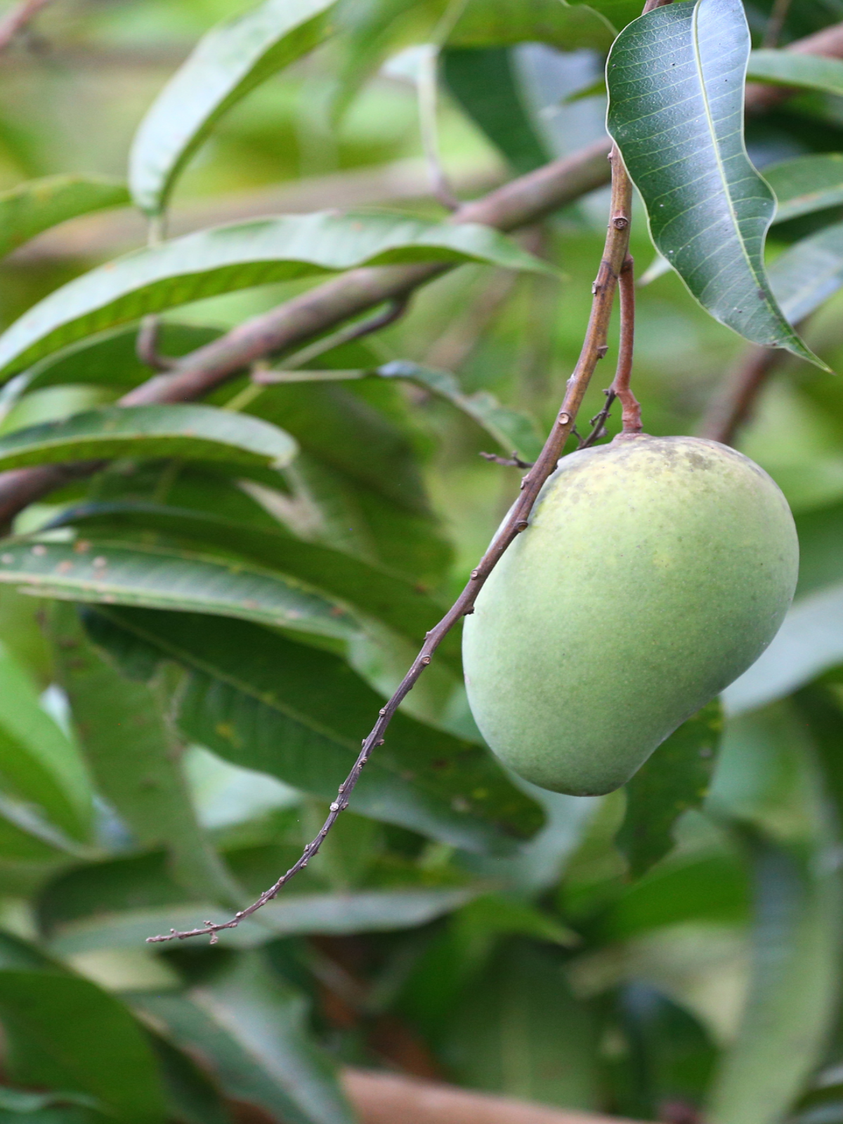 Ramkela Mango