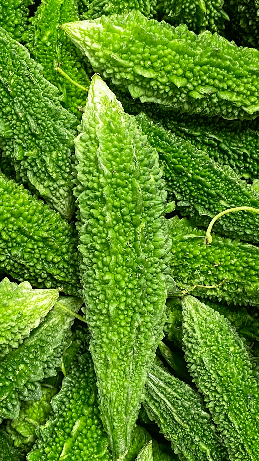 BITTER GOURD