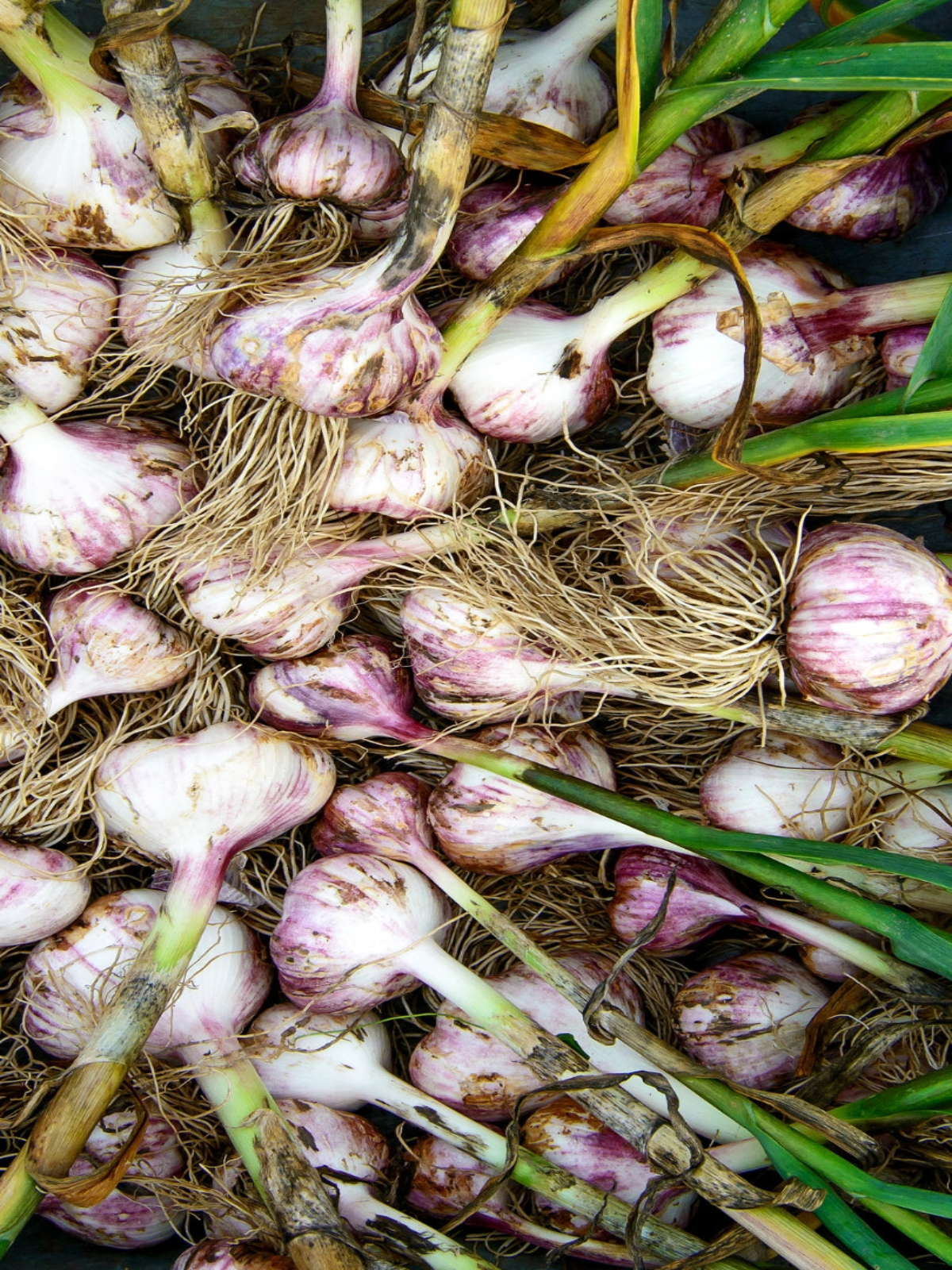 Garlic
