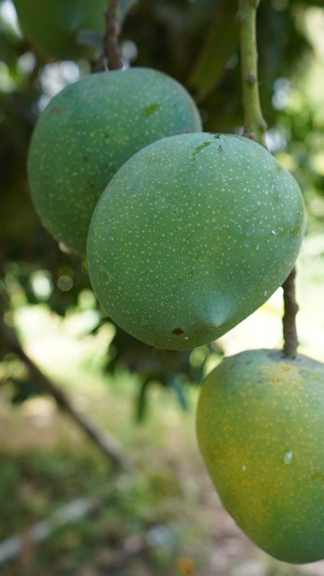 ramkela mango