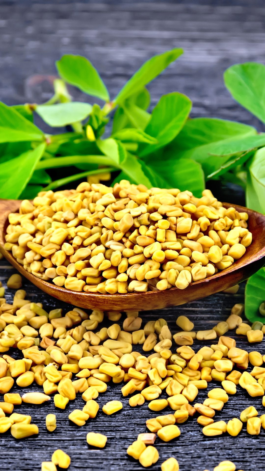 fenugreek